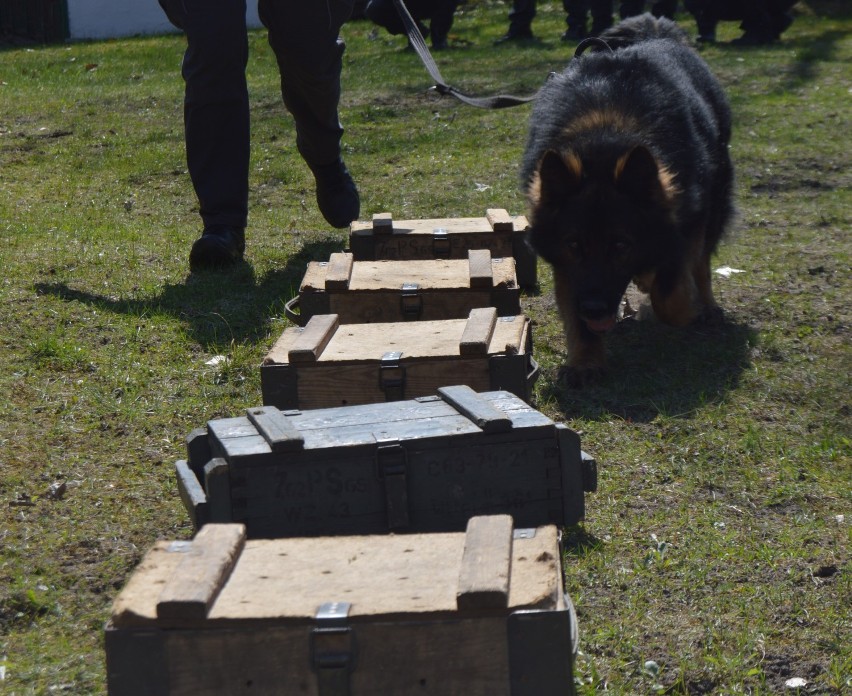 Szkolenie przewodników psów specjalnych w ZK Czarne