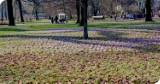 Kwitnący park Jagielloński w Stargardzie. Pięknie to wygląda 