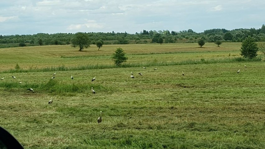 Bociania inwazja koło Grzmiącej w powiecie szczecineckim. Już koniec lata! [zdjęcia]