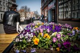 Gdańsk w kwiatach. Posadzono 156 086 sztuk roślin, w tym wiele z nich rozkwitnie wiosną [zdjęcia]