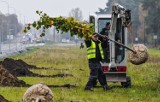 100 nowych drzew zakwitnie na wiosnę w Bydgoszczy