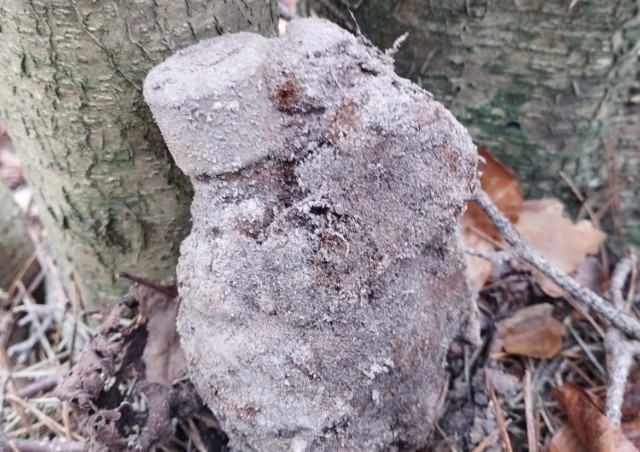 Granat ręczny znaleziony w okolicach Bruchniewa
