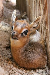 Te maluchy przyszły na świat we wrocławskim zoo [ZDJĘCIA] 