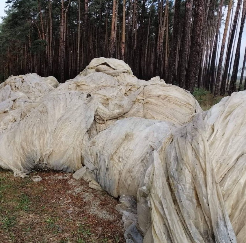 Zaśmiecony las pod Grójcem. Ktoś wyrzucił zużytą folię