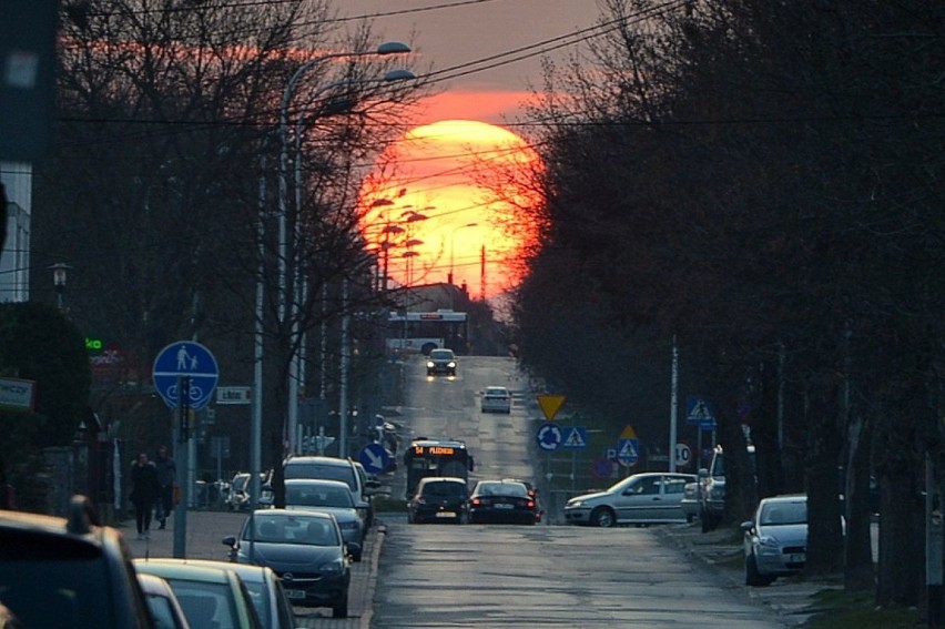 Trzeba mieć szczęście, żeby zaobserwować w mieście tak dużą...