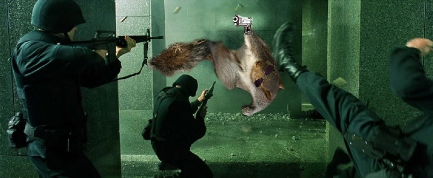 Internet zobaczył wiewiórkę i... oszalał. Zobacz...