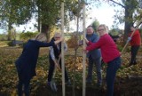 INWESTYCJE: W Sulmierzycach posadzono 56 nowych sadzonek drzew [ZDJĘCIA]