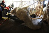 Niespotykana akcja w gdańskim zoo. Słonica Katka nie mogła się podnieść. Z pomocą przyszli jej strażacy