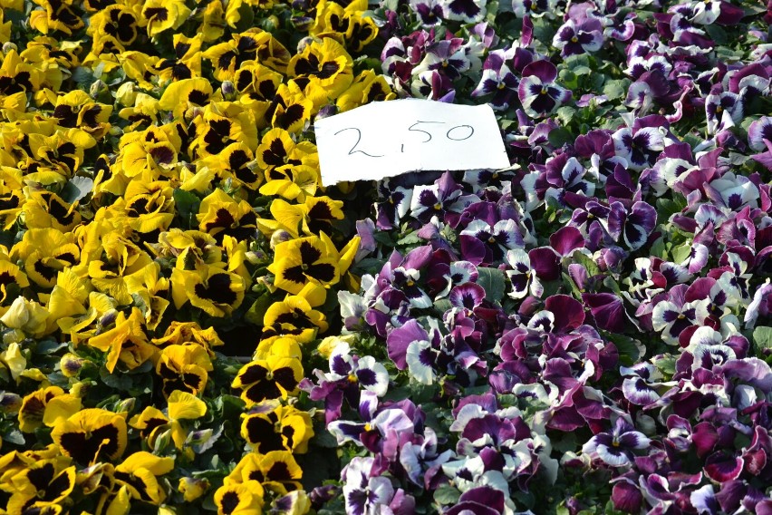 Wiosenne kwiaty na targu w Kościerzynie. Sprawdź co i za ile można kupić [ZDJĘCIA]