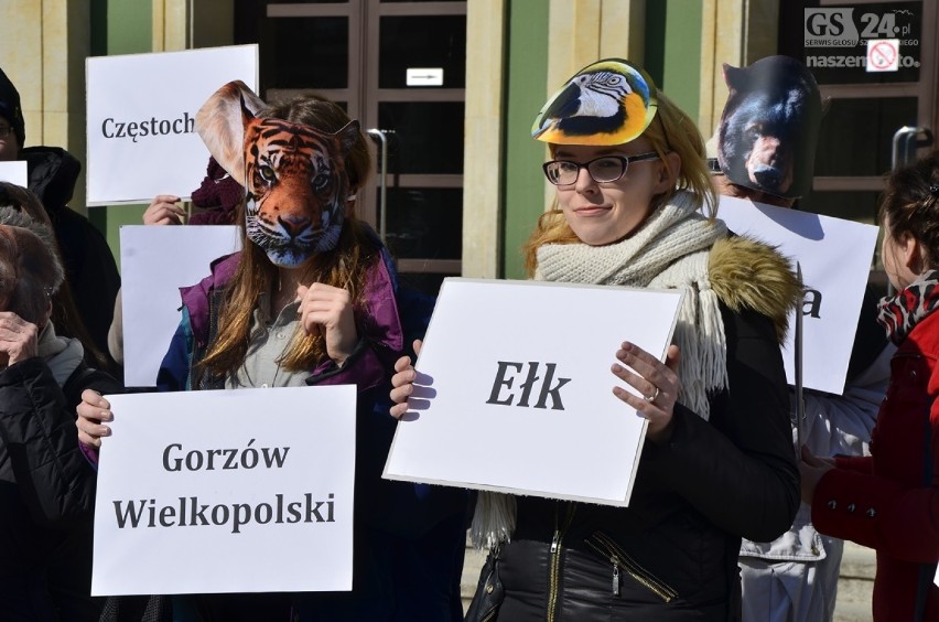 Cyrk bez zwierząt w Szczecinie? Protest aktywistów [wideo]