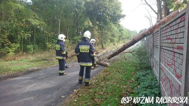 Strażacy usuwali połamane drzewa
