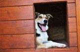 Łukowica. Gmina apeluje, by właściciele psów pilnowali czworonogi w okresie godowym 