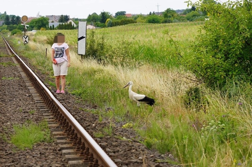 Szubińscy strażacy widzieli już wiele, ale ratować bociana...