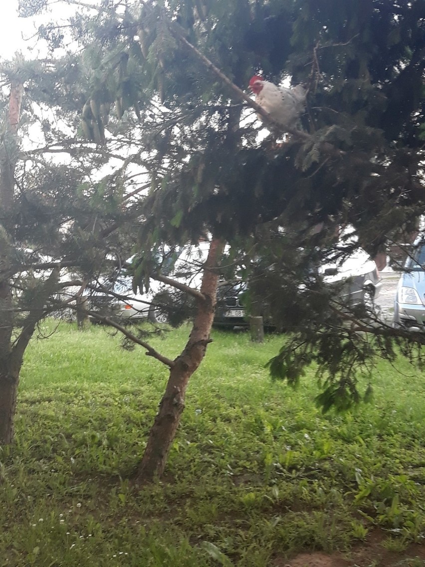 Kura z Byczyna zamieszkała na drzewie.