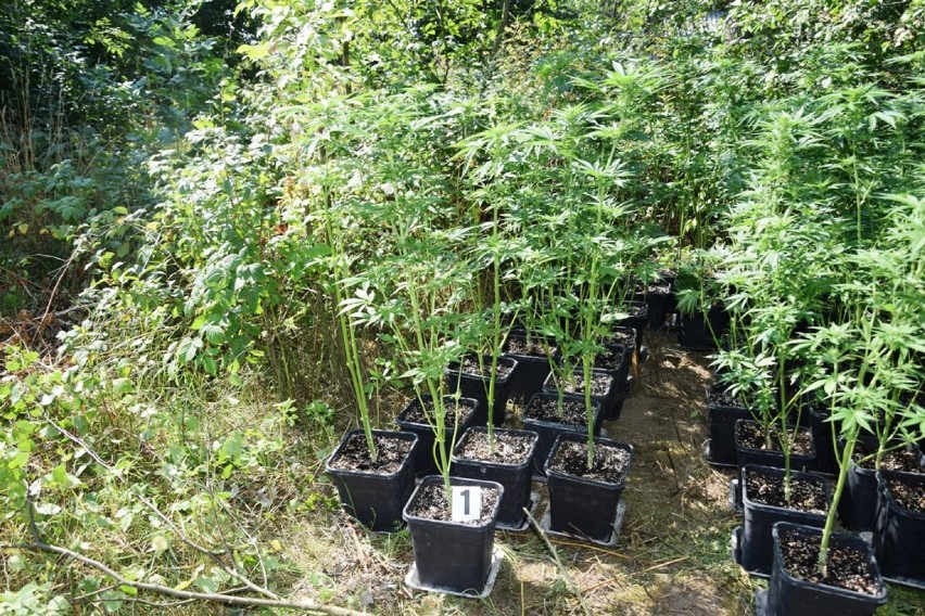 W powiecie pajęczańskim zlikwidowano plantację marihuany, z której mogło powstać 5 kg narkotyku [FOTO]