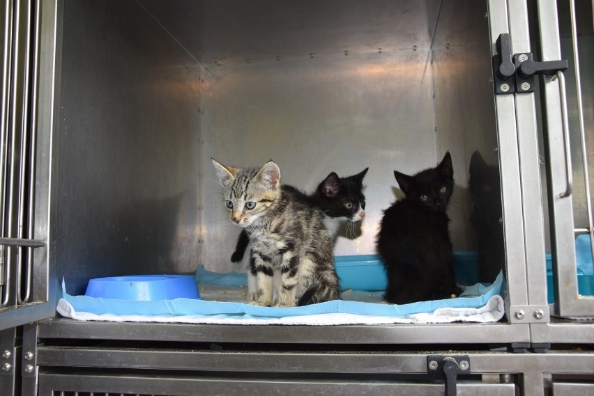 Ponad setka kotów czeka na adopcję! Pomagamy im znaleźć dom 