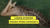 Ludzie żywcem pożarci przez dzikie zwierzęta. Szokujące zdjęcia