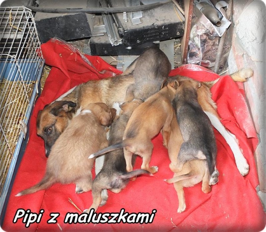 Reks Malbork: 9 psów do leczenia i adopcji. Bez ludzi dobrej woli to się nie uda 