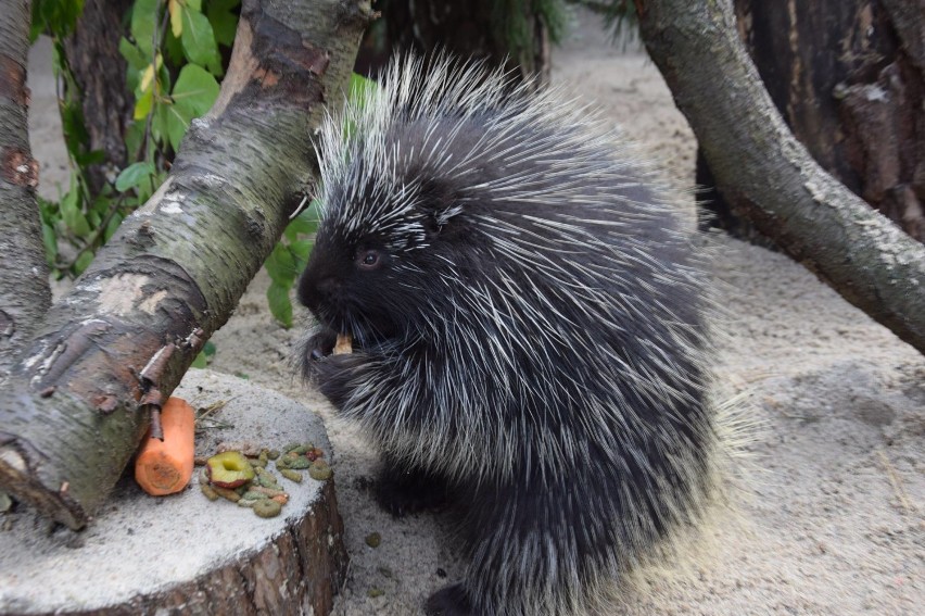 Urson Ruby - nowy mieszkaniec poznańskiego zoo