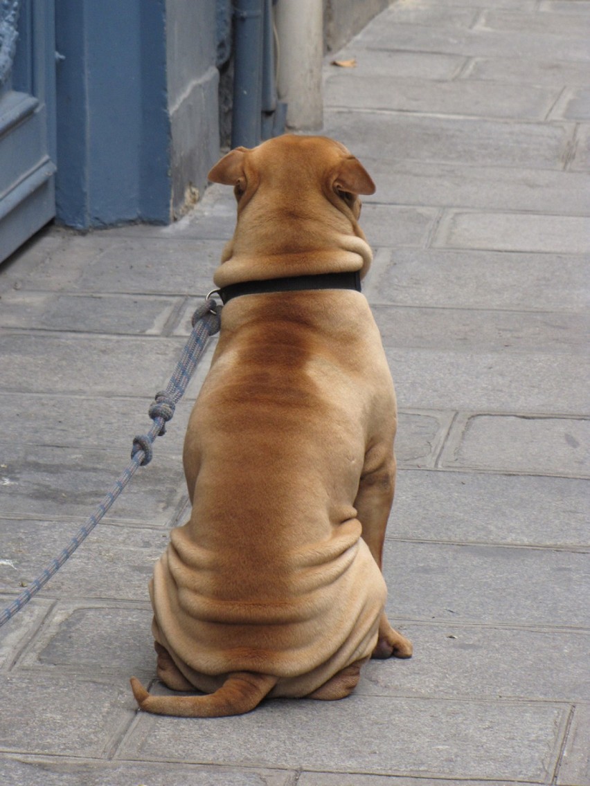 Shar pei – jedna z ras psów, należąca do grupy sznaucerów i...