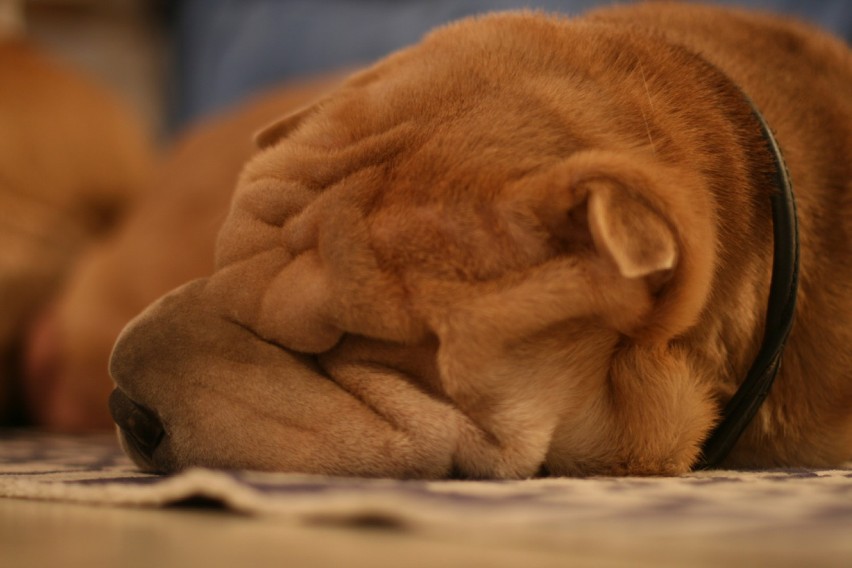 Shar pei – jedna z ras psów, należąca do grupy sznaucerów i...