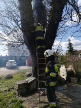 Strażacy gasili w Lubczynie... drzewo. I nikt nie wie, dlaczego płonęło