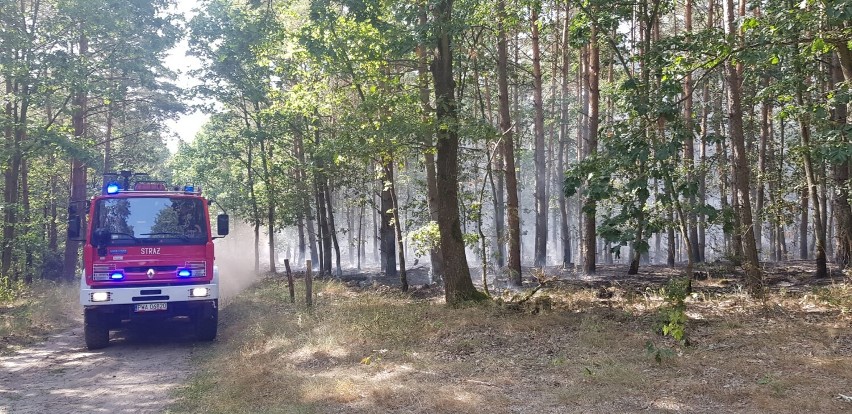 Spłonął blisko hektar lasu w Bartodziejach pod Wągrowcem. To było podpalenie? 