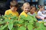SiejeMy Słońce! Ekolodzy z Bielska-Białej sadzą słoneczniki w całej Polsce ZDJĘCIA 