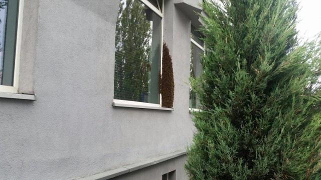 Rój pszczół na oknie przy Roździeńskiego w Katowicach. Zdjęcia OSP Dąbrówka Mała