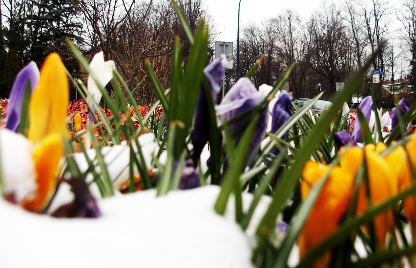 To już wiosna czy jeszcze zima - trzecia dekada marca w Nowym Sączu