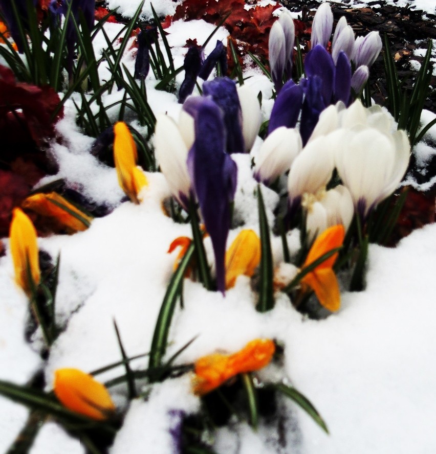 To już wiosna czy jeszcze zima - trzecia dekada marca w Nowym Sączu