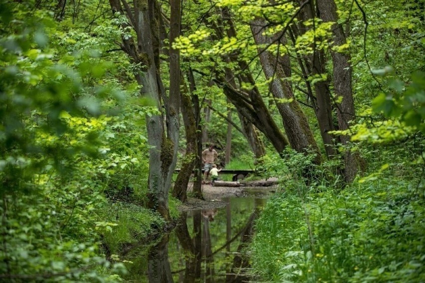 Las Witkowicki, Prądnik Biały