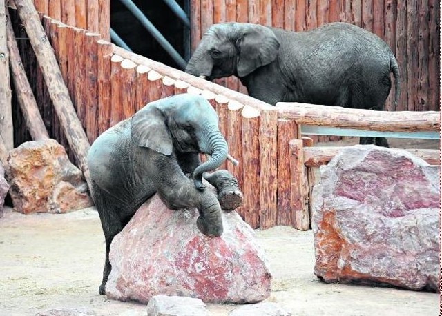 Słonie  to zwierzęta, które fascynują szczególnie najmłodszych zwiedzających poznańskie Nowe Zoo