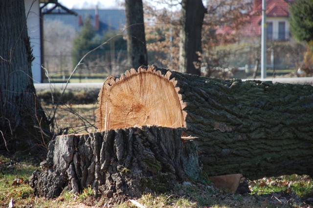 Do chwili wtrzymania robót, wycięto 252 drzewa z 311 zaplanowanych do usunięcia