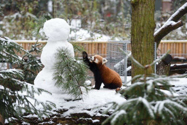 Jak na śnieg i mróz znoszą egzotyczne zwierzęta w Ogrodzie Zoobotanicznym?