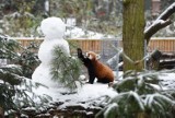 Toruń: Tak wygląda zima w toruńskim zoo. Jak śnieg i mróz znoszą egzotyczne zwierzęta w Ogrodzie Zoobotanicznym? Oto zdjęcia!