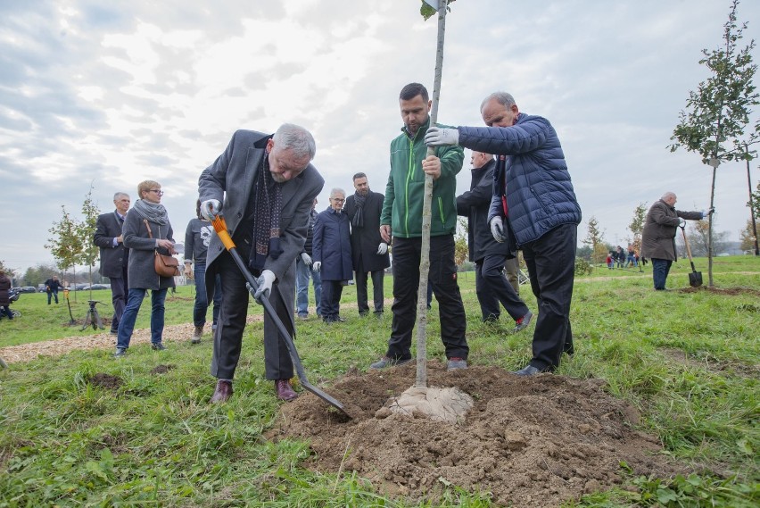 Kraków. Na 100-lecie niepodległości posadzili 100 dębów [ZDJĘCIA]