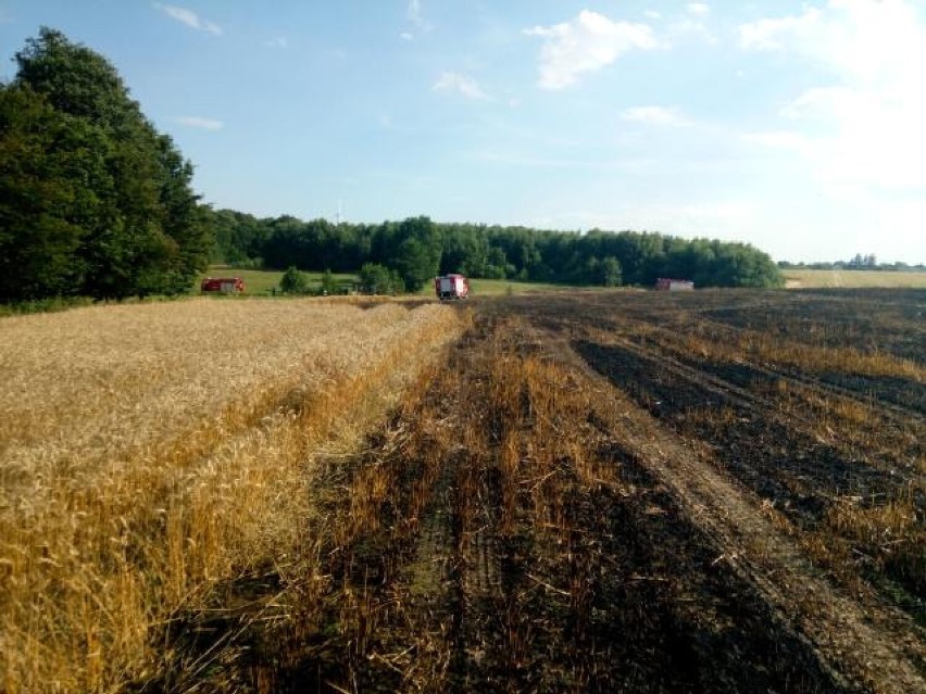 Gmina Malechowo. Płonęło 5 ha zboża na polu w Uniedrożynie. W akcji brało udział 8 zastępów straży pożarnej