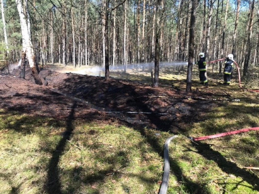 Płoną lasy w powiecie pleszewskim. - To jedne z najgroźniejszych pożarów - mówią strażacy