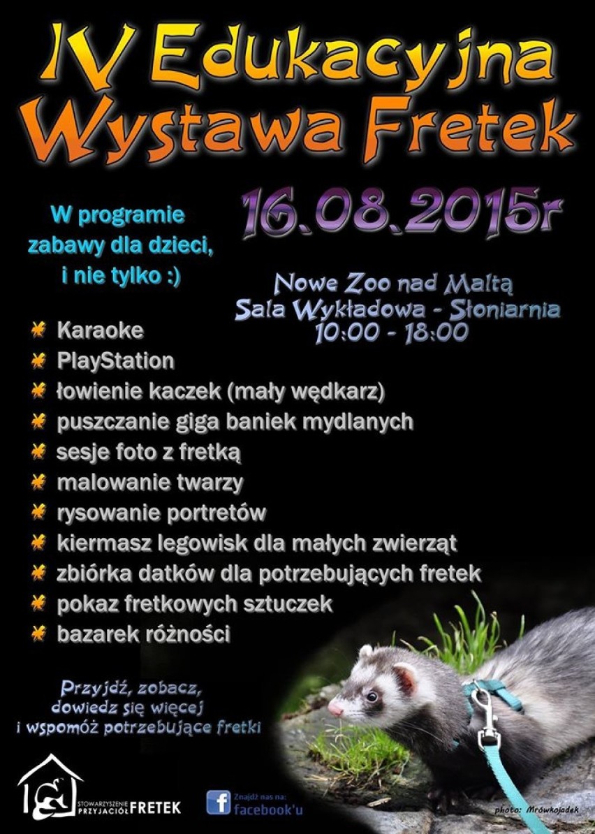 Wystawa Fretek w Nowym Zoo w Poznaniu w niedzielę [ZDJĘCIA]