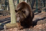 Idzie wiosna! Baloo już nie śpi. Ze snu wybudził niedźwiedzia głód. Mieszkaniec poznańskiego zoo spał ponad dwa miesiące