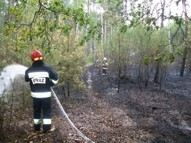 Gmina Zagórów: Pożar lasu w miejscowości Łazińsk