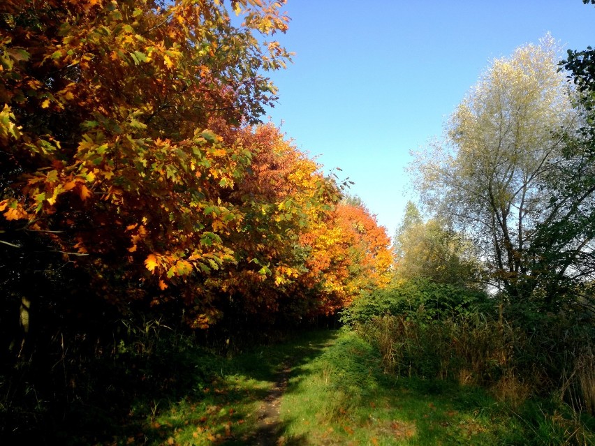 Dolina Trzech Stawów w barwach jesieni. Pięknie! ZDJĘCIA