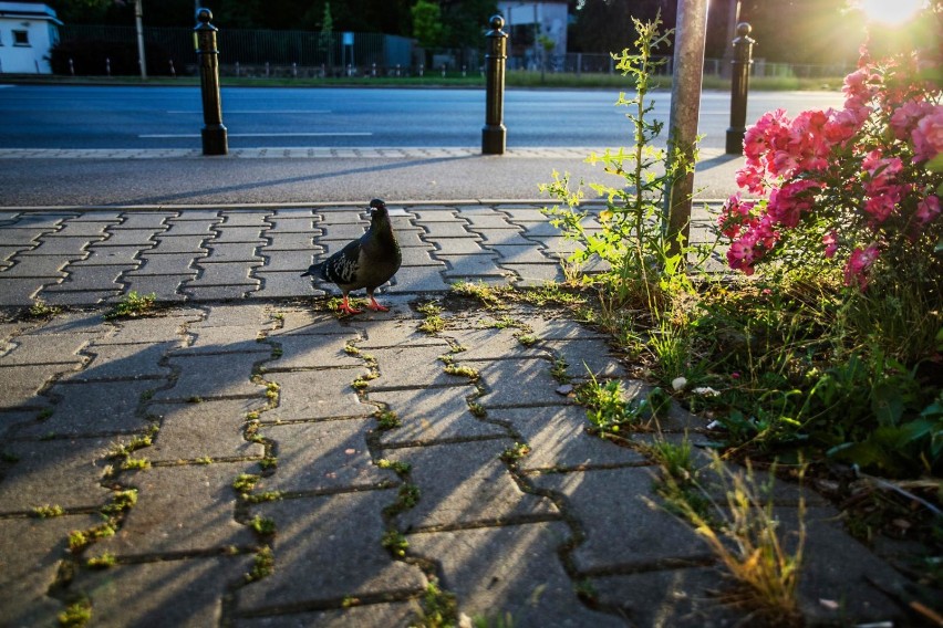 Uważajcie na oszustów. Podają się za wolontariuszy i wyłudzają pieniądze