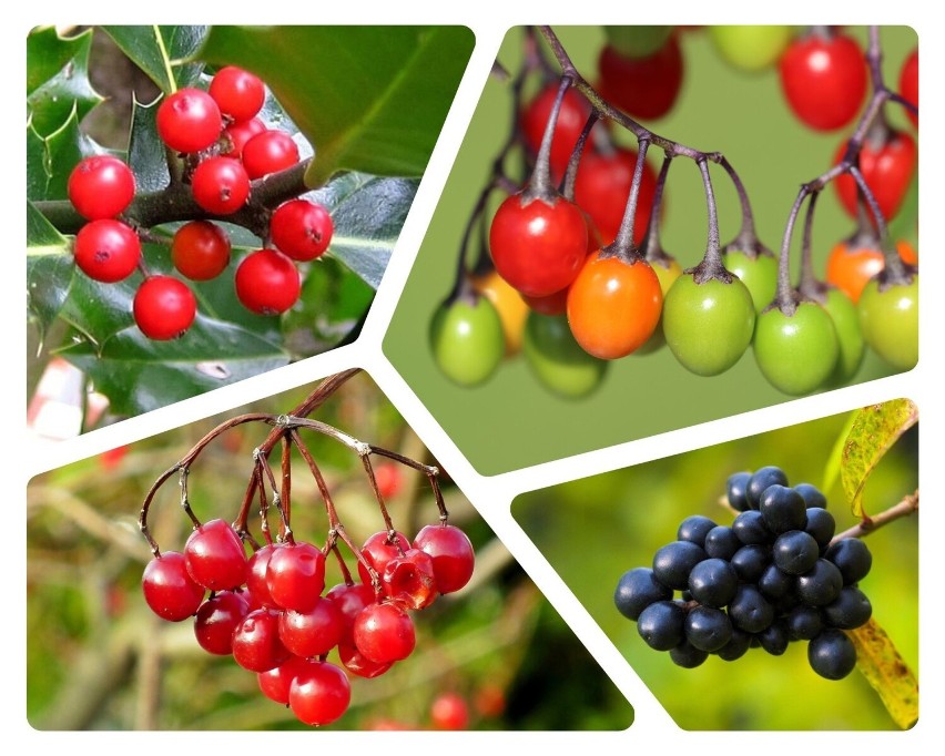 Dzikie owoce są zdrowe i smaczne, ale jest wśród nich wiele...