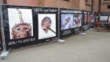 Plakaty dotyczące aborcji stanęły przy klasztorze w Wejherowie [ZDJĘCIA]