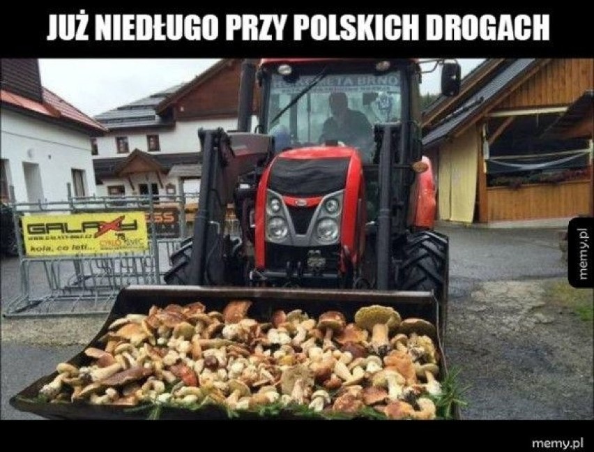 MEMY o grzybiarzach! Grzybobranie na wesoło.