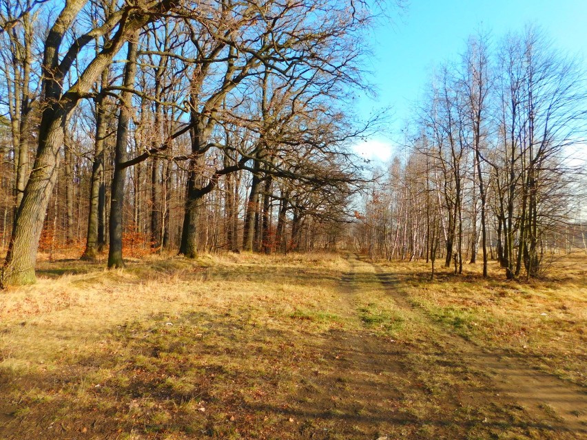 Stary Książ