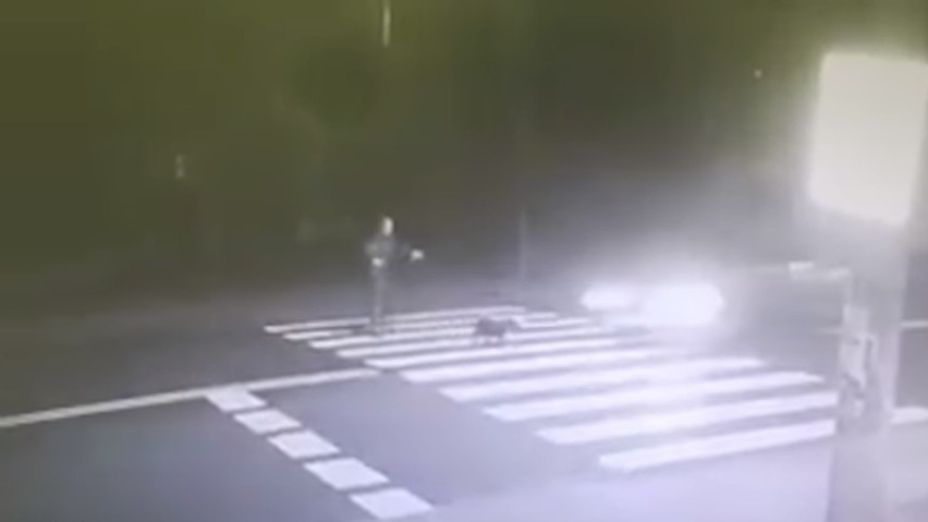 Kierowca bmw zabił psa na przejściu w Rędzinach [VIDEO] Policja szuka sprawcy. Śledczy przesłuchali już pokrzywdzonego