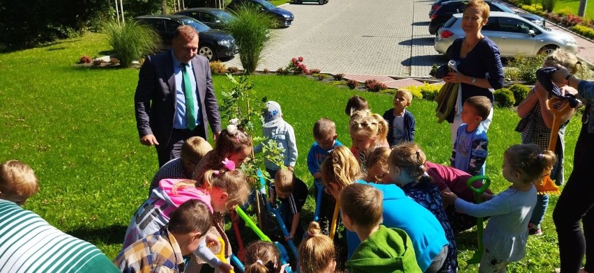 Sadzonki dębów zostały zasadzone przy szkołach i...